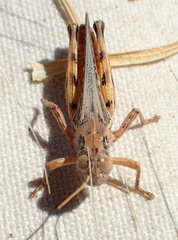 Melanoplus devastator