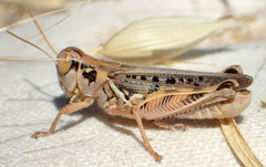 Melanoplus devastator