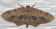 Poecilasthena scoliota