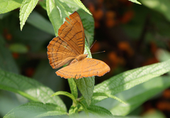 Pseudergolis wedah