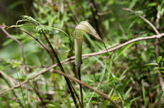 Arisaema ciliatum