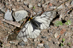 Parnassius glacialis
