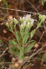 Sericocarpus rigidus