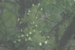 Hydrangea heteromalla