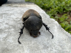 Chalcosoma