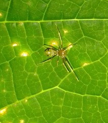 Amyciaea albomaculata