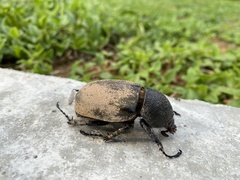 Chalcosoma