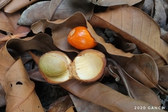 Horsfieldia polyspherula