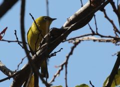 Zosterops anderssoni