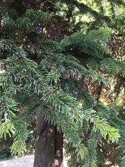 Abies cilicica