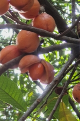 Horsfieldia polyspherula