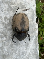 Chalcosoma