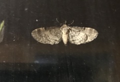 Eupithecia ravocostaliata