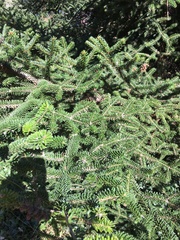 Abies nebrodensis