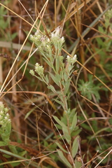 Sericocarpus rigidus