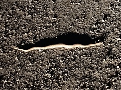 Crotalus oreganus concolor