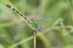 Erpetogomphus eutainia