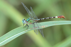 Erpetogomphus eutainia
