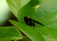 Chrysopilus thoracicus