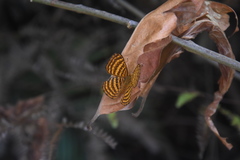 Zemeros emesoides