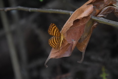 Zemeros emesoides