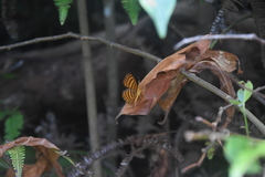 Zemeros emesoides