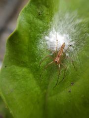 Oxyopes