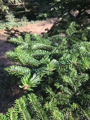Abies nebrodensis