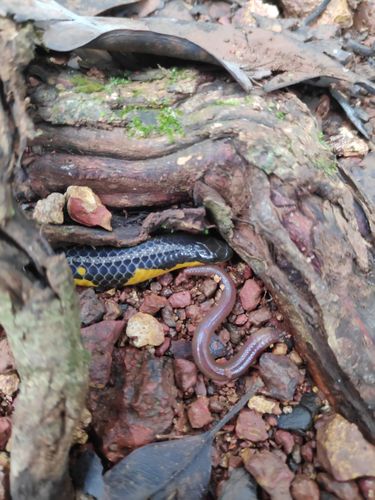 Photo of a Bombay Earth Snake (Uropeltis macrolepis)