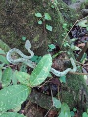 Craspedocephalus gramineus