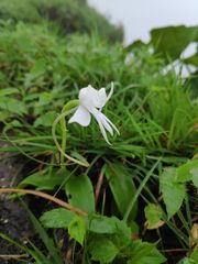 Habenaria rariflora