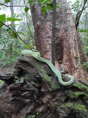 Craspedocephalus gramineus