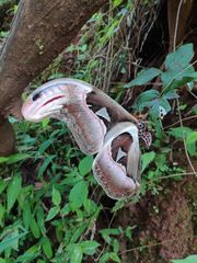 Attacus taprobanis