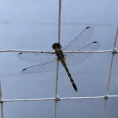 Diplacodes trivialis