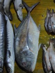 Caranx