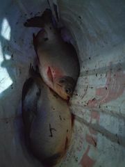 Characiformes