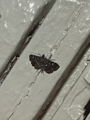 Diathrausta harlequinalis