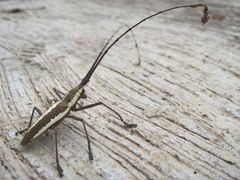 Neoptychodes trilineatus