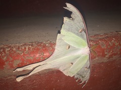 Actias truncatipennis