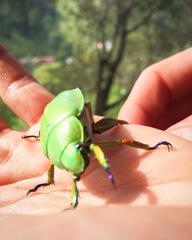 Chrysina macropus