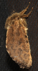 Oncopera rufobrunnea