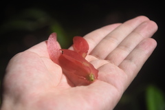 Dipterocarpaceae