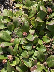 Salix reticulata