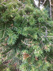 Abies recurvata