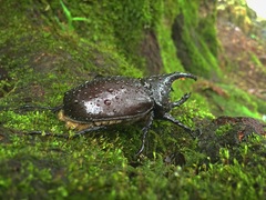Dynastes hyllus
