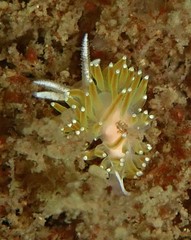 Apata pricei