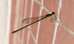 Agriocnemis pygmaea