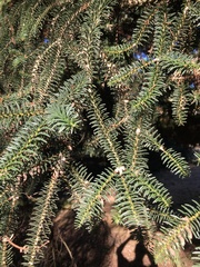 Abies pinsapo