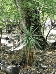 Yucca madrensis
