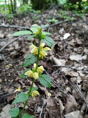 Lamium galeobdolon